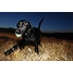 Produkt Thumbnail Chuckit Hundespielzeug Max Glow L